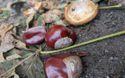 Jak si kaštany poradí se skvrnami?